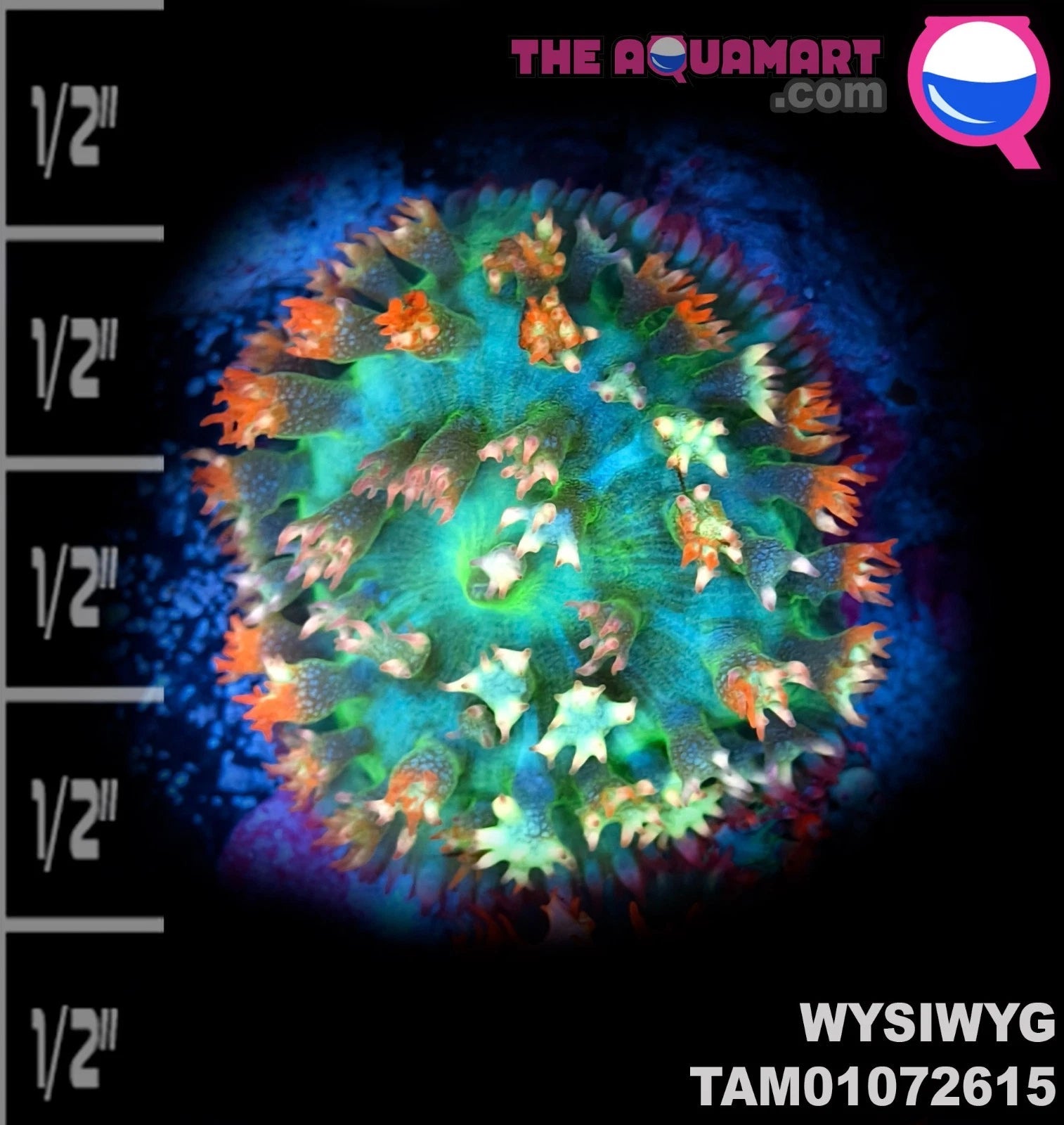 WYSIWYG ULTR 2color Green Red St. Thomas Mushroom Soft Coral