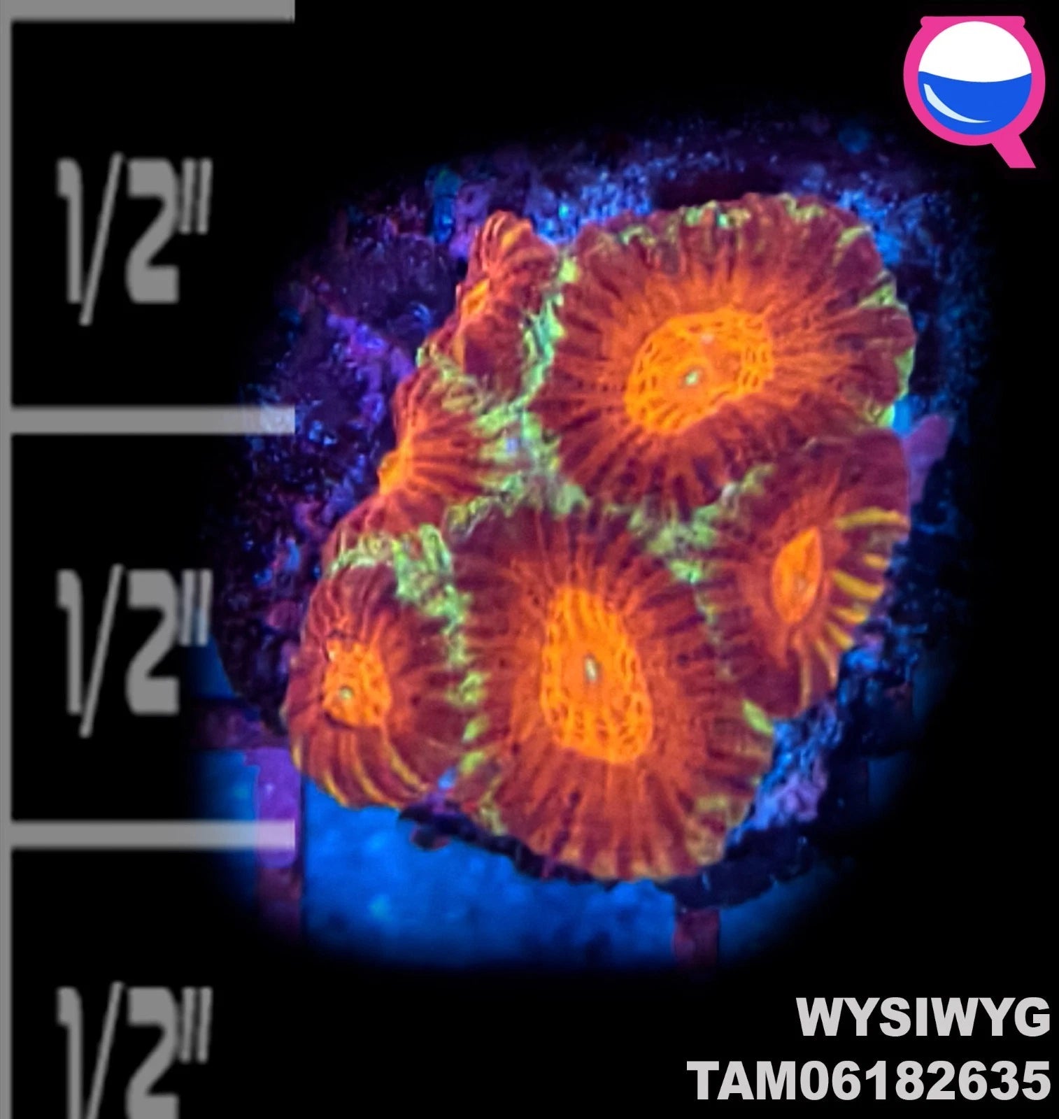 WYSIWYG ULTRA - Orange Green Favia Coral Frag