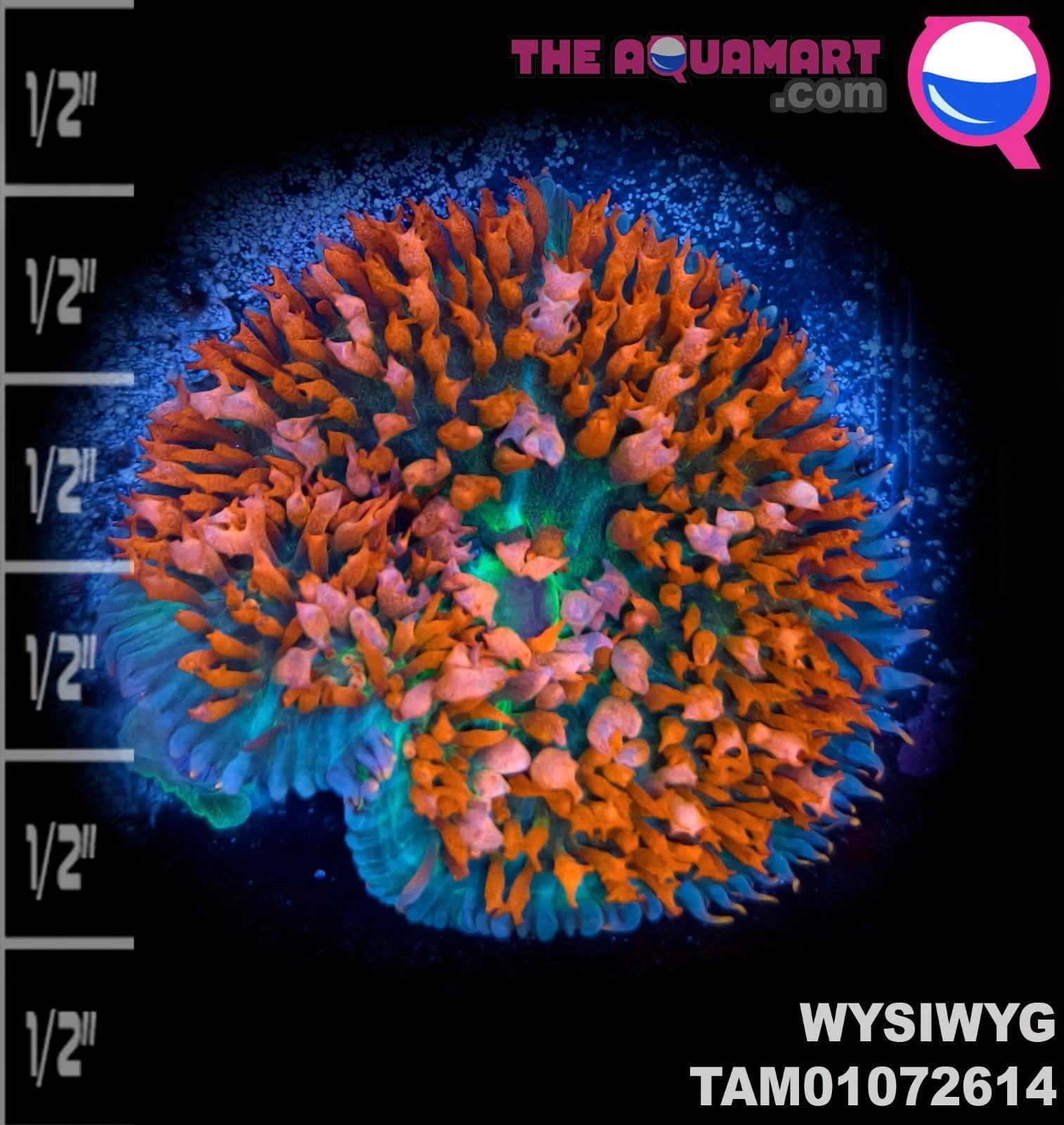 WYSIWYG Mega Ultra color St. Thomas Mushroom Soft Coral