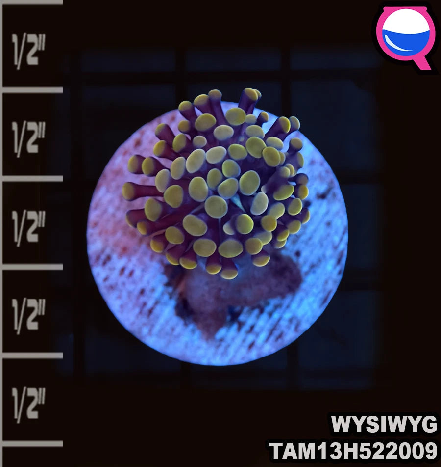 WYSIWYG Single Polyp Hammer coral Orange