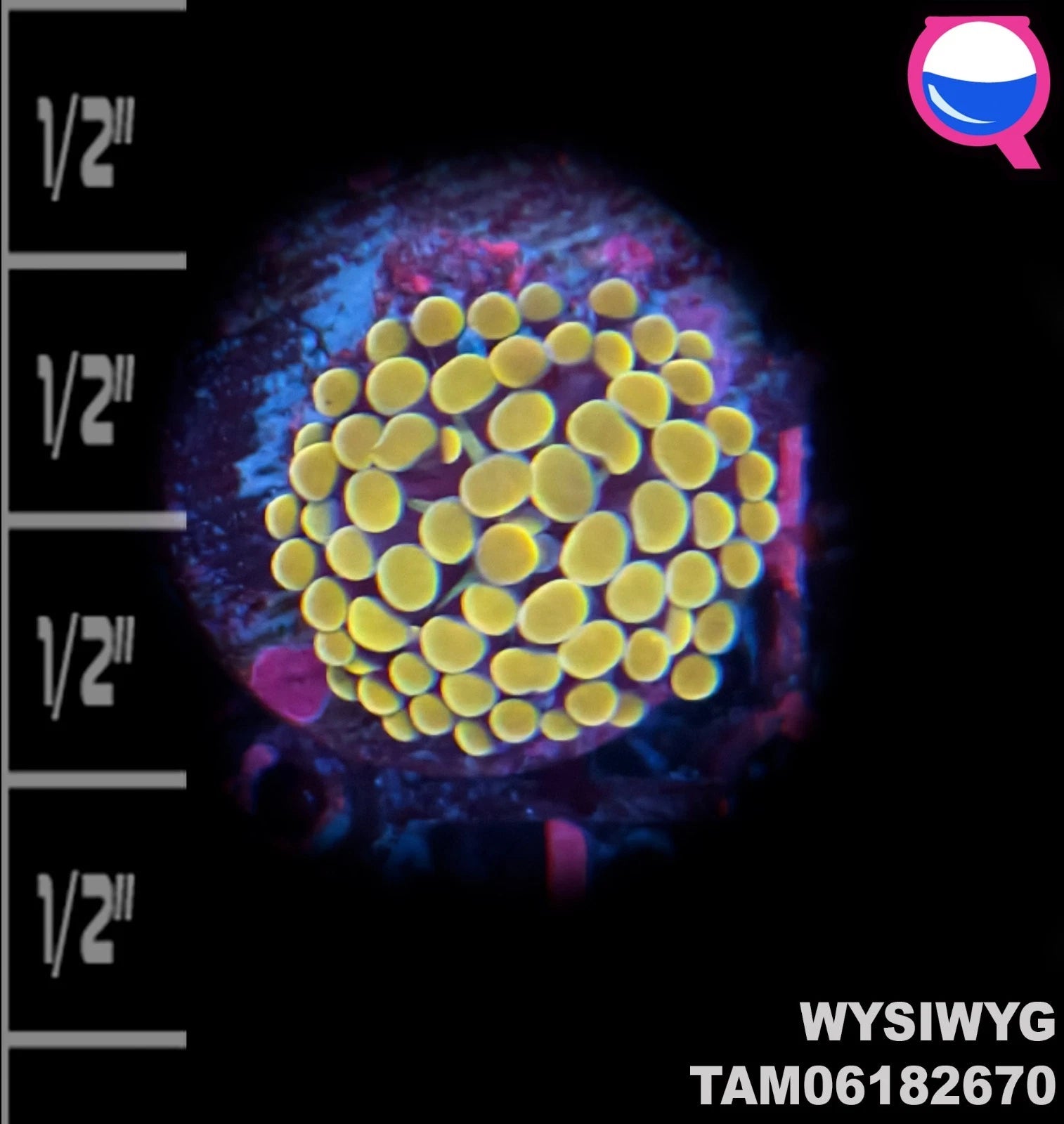 WYSIWYG - Yellow Orange Hammer Coral Frag Single Head Euphyllia - Live Coral