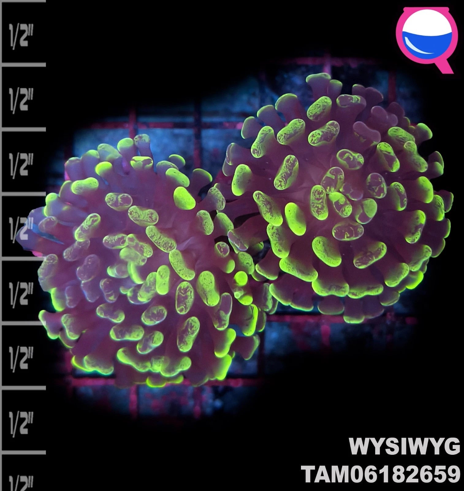 WYSIWYG ULTRA - Euphyllia Paraancora splat Green Branch Hammer Twin Polyp