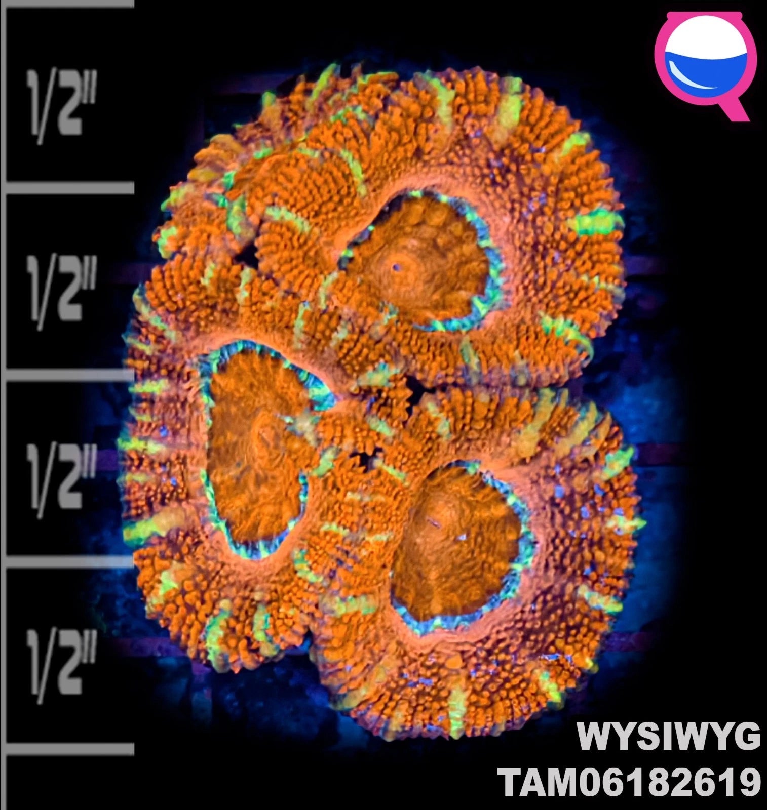 WYSIWYG ULTRA - Aussie Acanthastrea Lordhowensis
