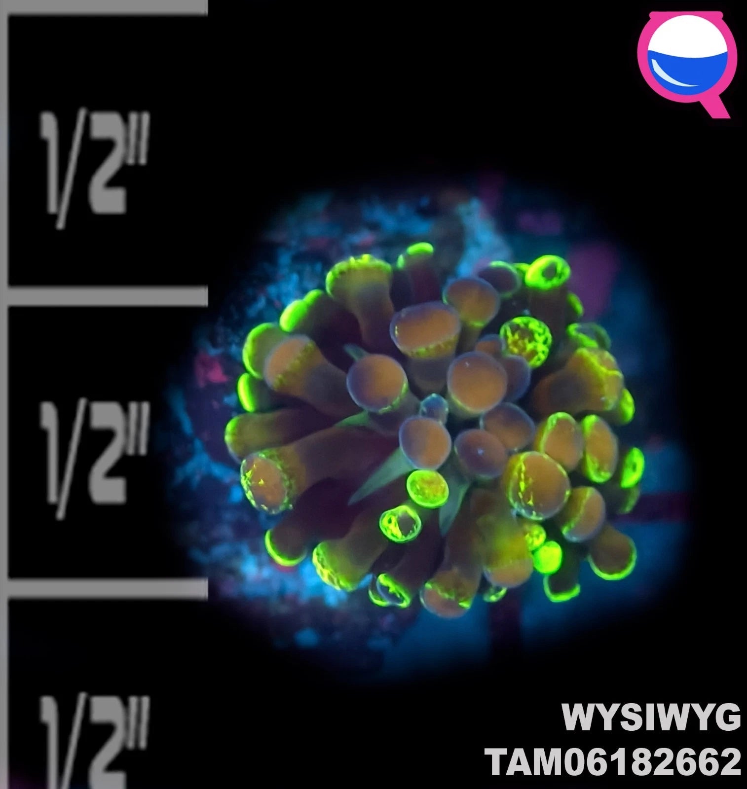 WYSIWYG ULTRA - Neon Hammer Coral Frag Single Head Euphyllia