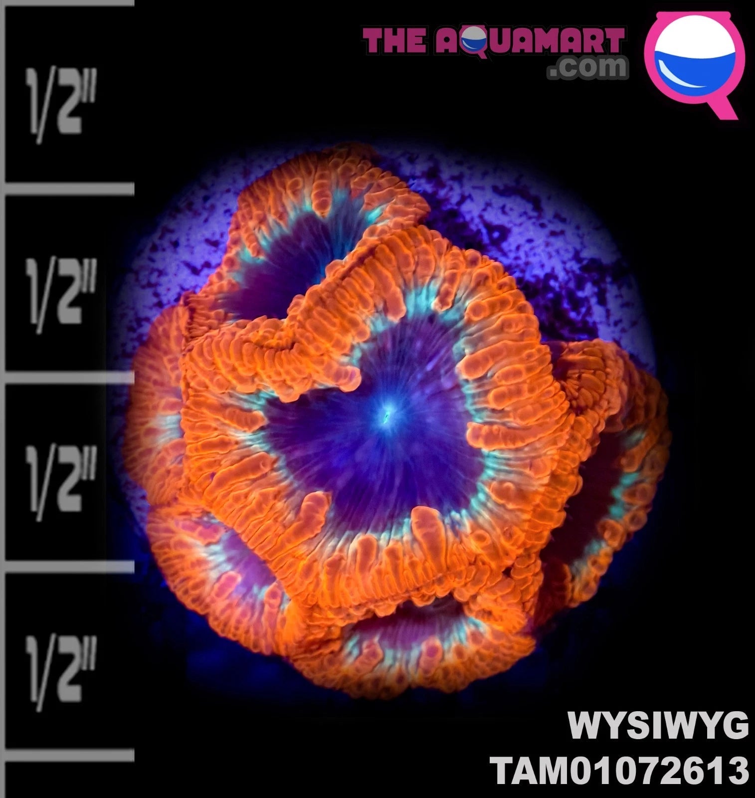 WYSIWYG Crazy red and green Blue Blastomussa on Plug Incredible Malaysian