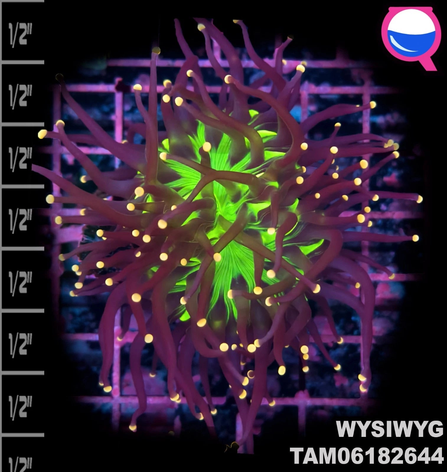 WYSIWYG ULTRA - Euphyllia Glabrescens Malaysian Joker Torch Double Head