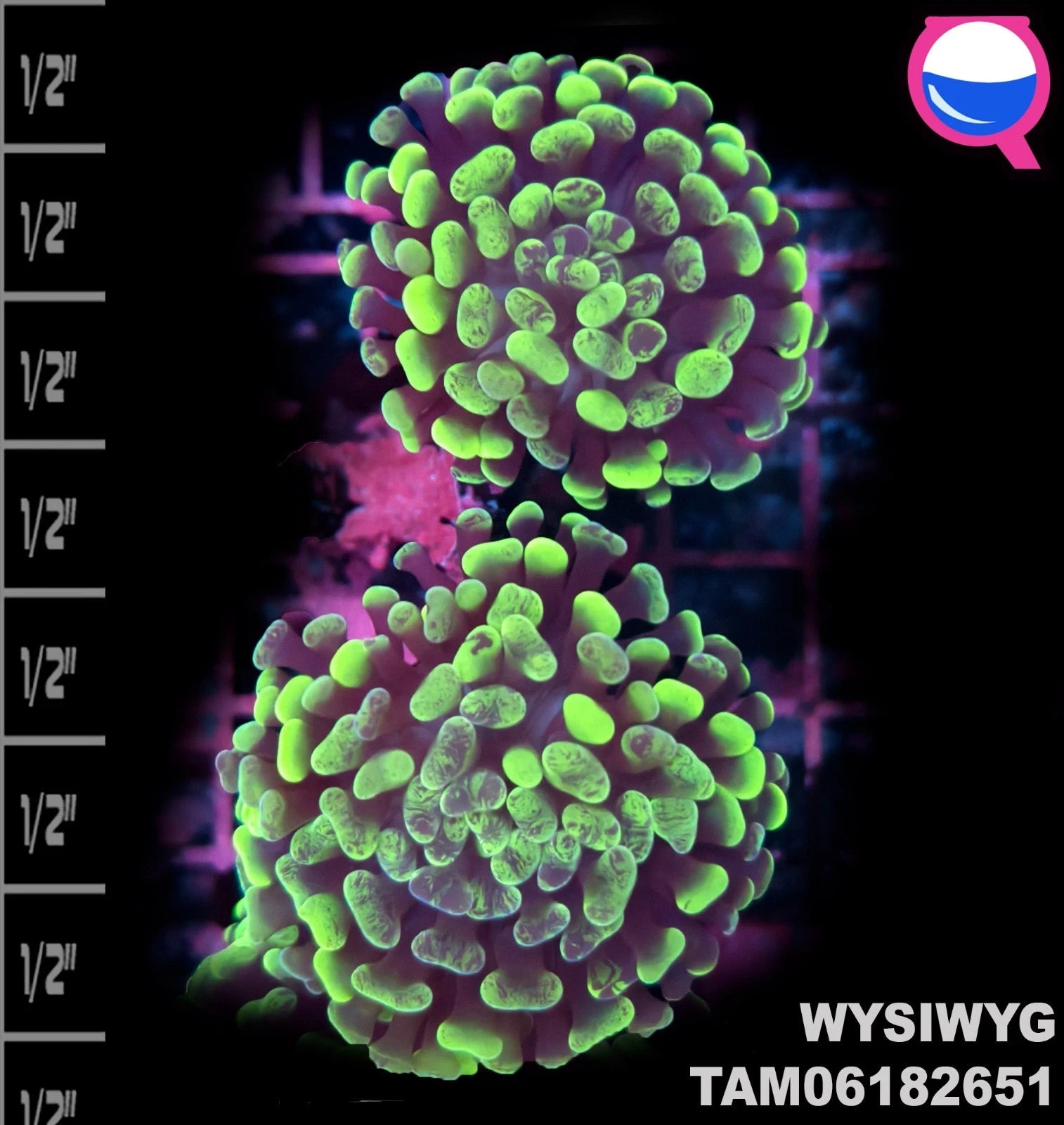 WYSIWYG ULTRA - Euphyllia Toxic Green Branch Hammer 2 Polyp