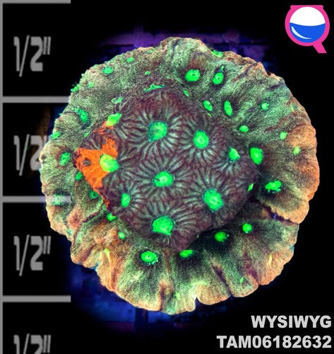 WYSIWYG ULTRA - Green bleeding orange Favia Coral Frag
