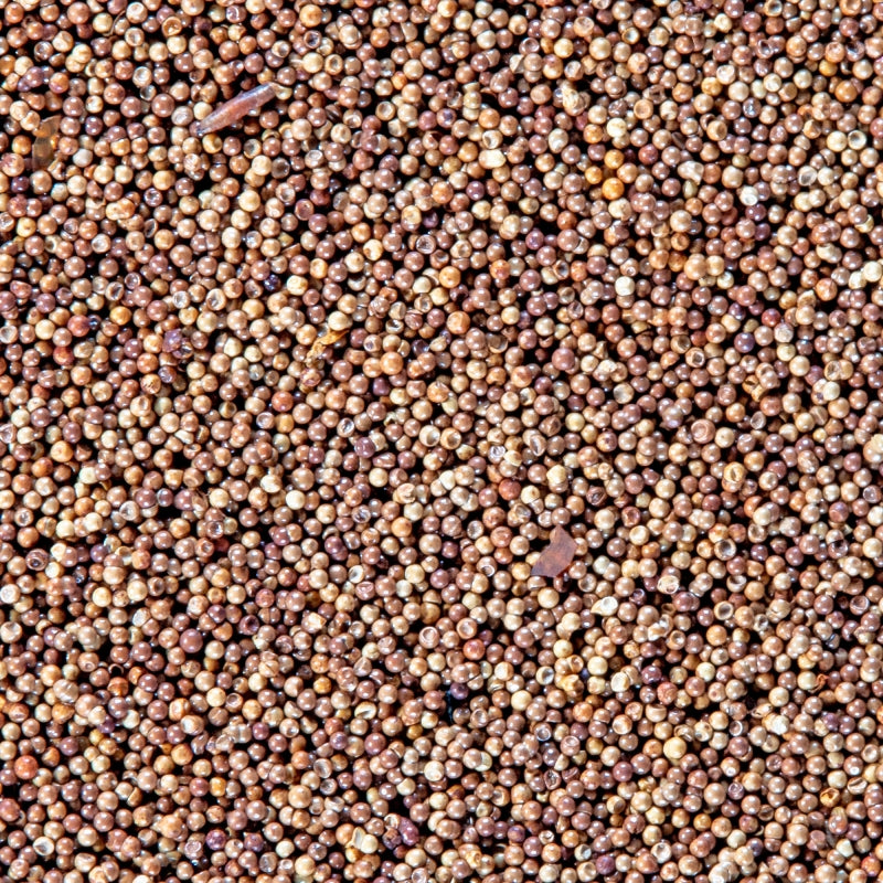 Brine Shrimp Eggs - SFB