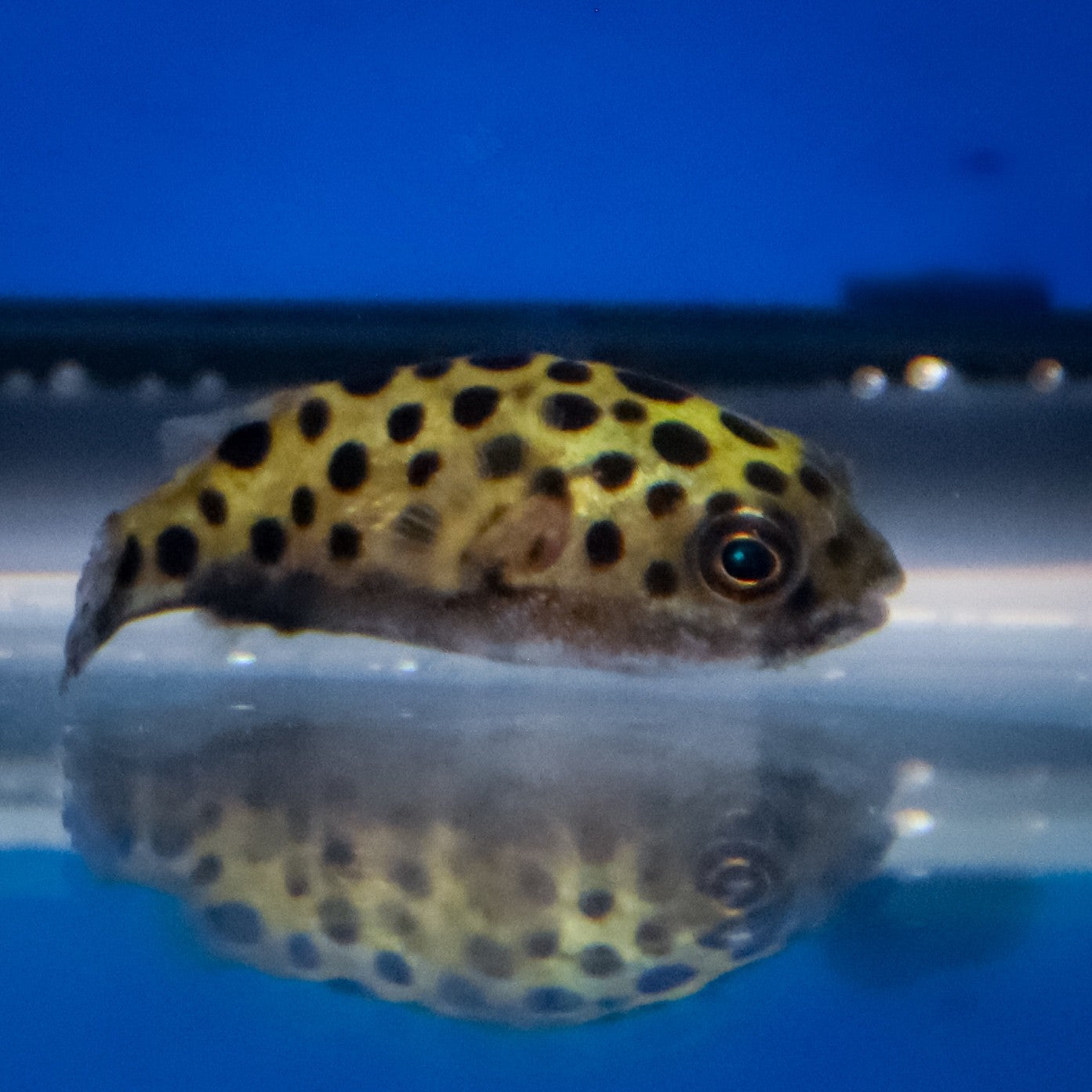 Green Spotted Puffer