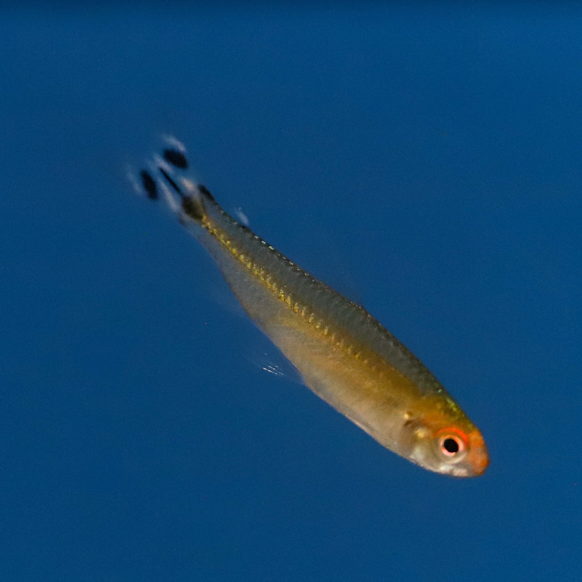 Rummynose Tetra